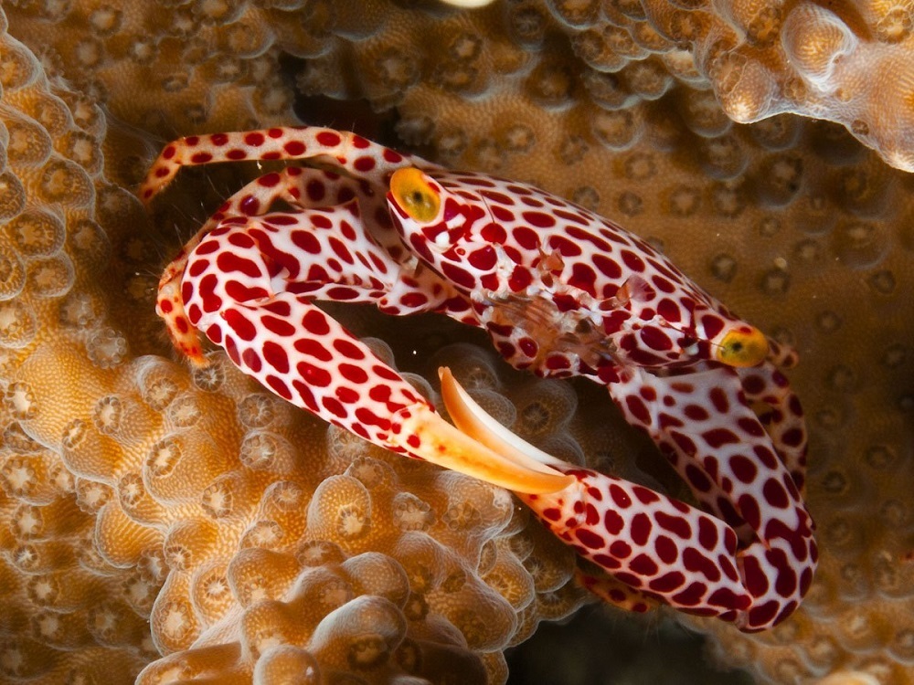 (تصاویر) این خرچنگ برای زندگی با مرجان تکامل یافته است!