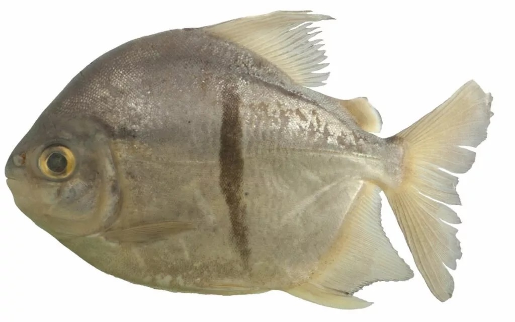 کشف ماهی سائورون؛ نامی برگرفته از شخصیت ارباب حلقه‌ها