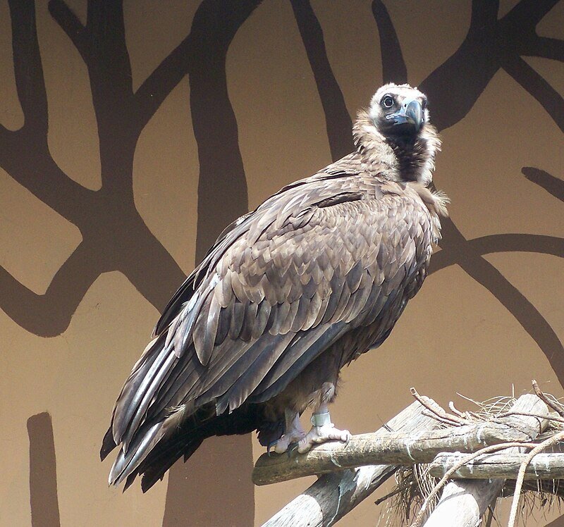 کرکسی از دنیای قدیم در ایران دیده شد