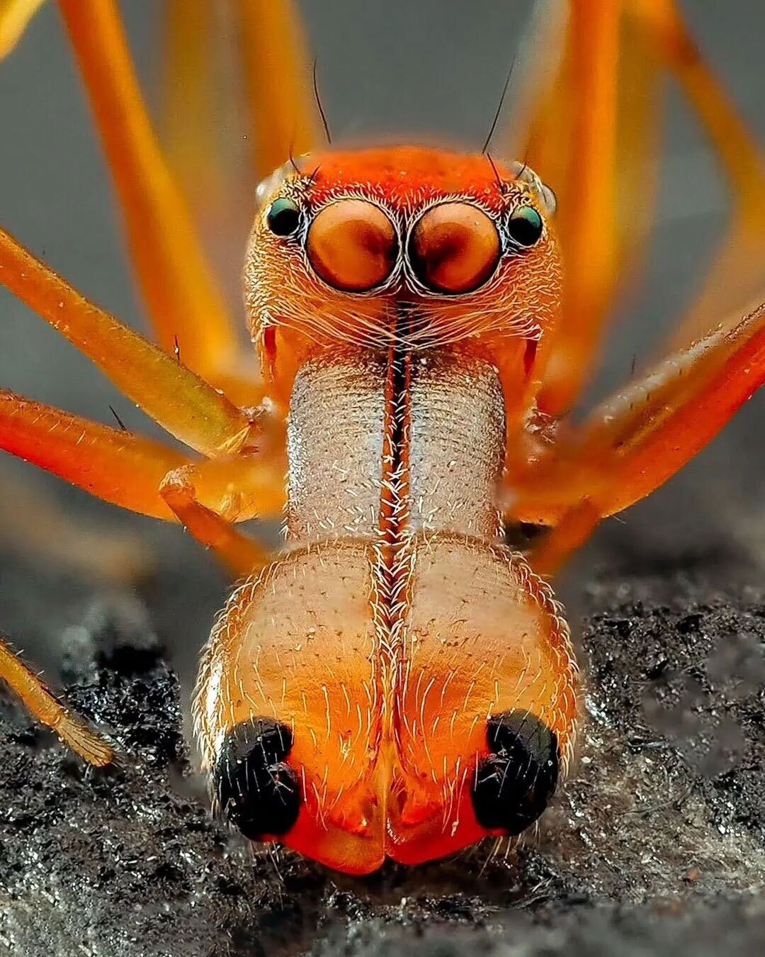 (تصاویر) عنکبوت مورچه نما؛ یک کلاهبردار حرفه‌ای در دنیای حشرات!