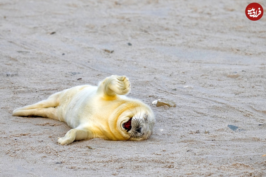 خنده‌دارترین عکس‌های سال حیات وحش؛ از زرافۀ سه سر تا تنبل گیتاریست