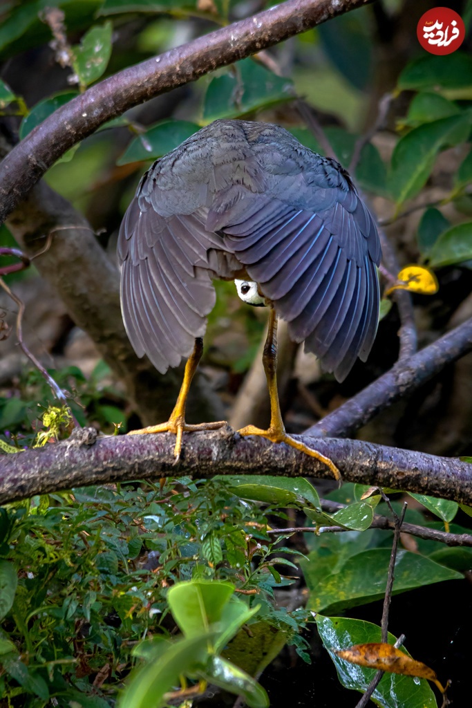 خنده‌دارترین عکس‌های سال حیات وحش؛ از زرافۀ سه سر تا تنبل گیتاریست