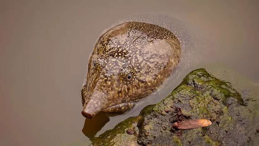 این لاک‌پشت‌ها از راه دهان ادرار می‌کند