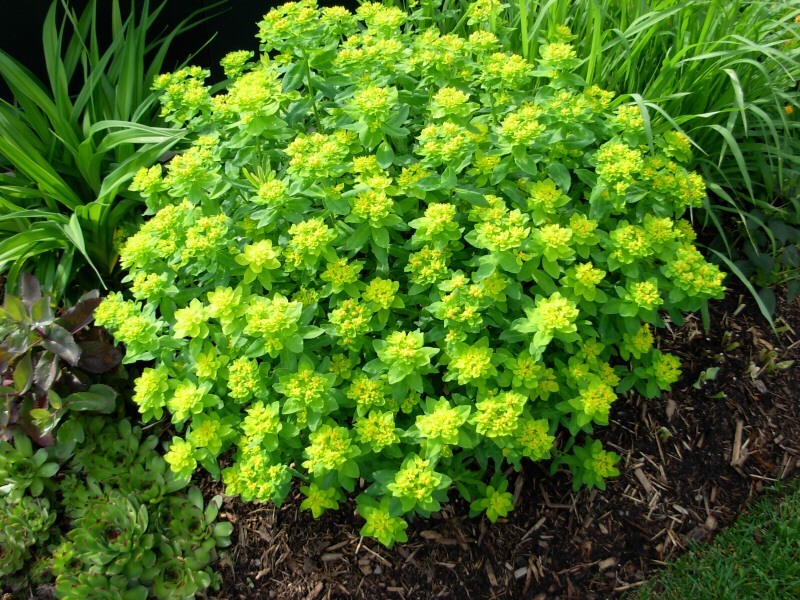 (تصاویر) فرفیون یا شیرسگ؛ گیاهی که می‌تواند کور کند!