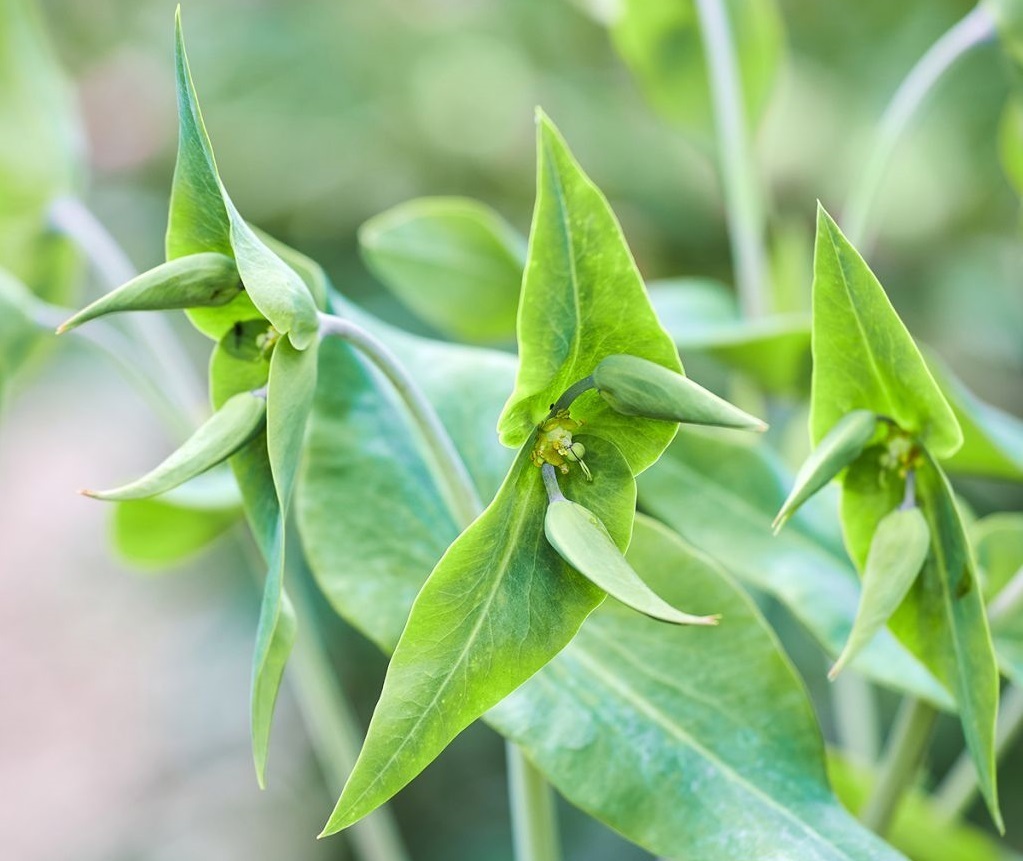 (تصاویر) فرفیون یا شیرسگ؛ گیاهی که می‌تواند کور کند!