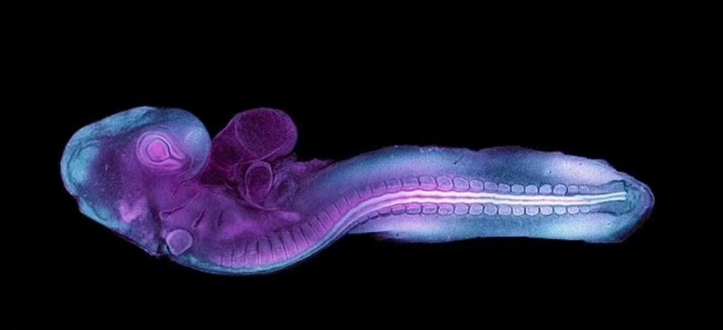 (ویدئو) ثبت تصویری بی‌سابقه از شکل‌گیری جنین؛ امیدی برای حل معماهای پزشکی