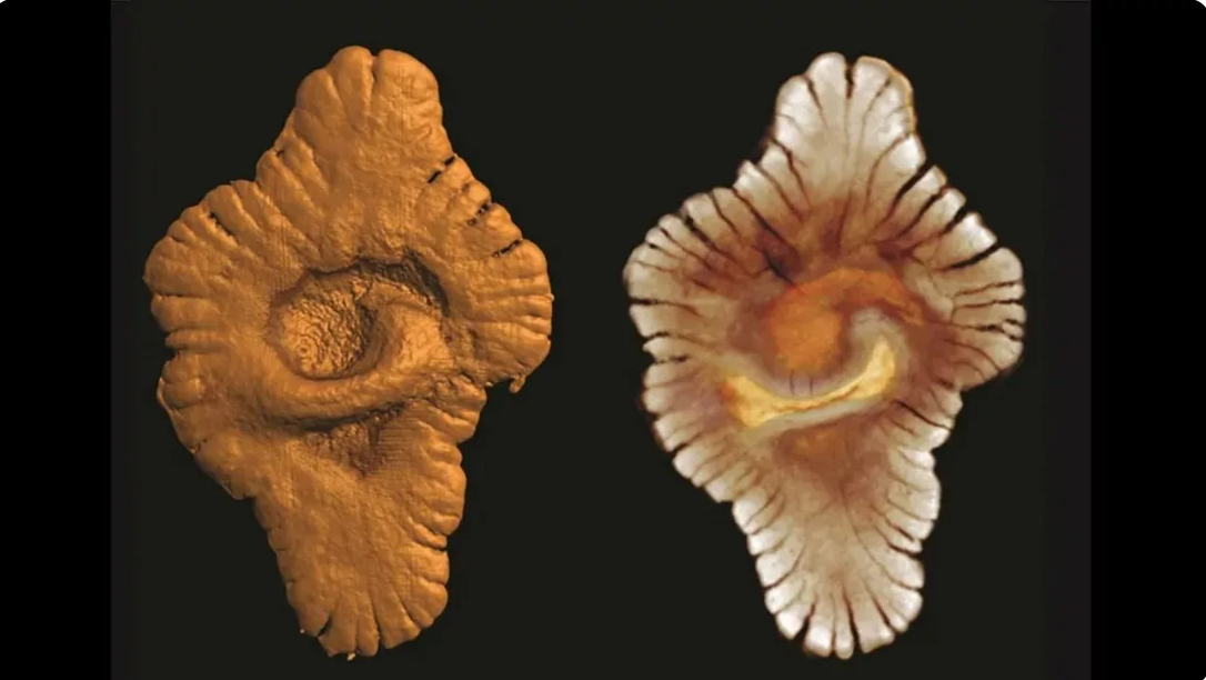 ایجاد حیات پیچیده روی زمین در ۲.۱ میلیارد سال قبل