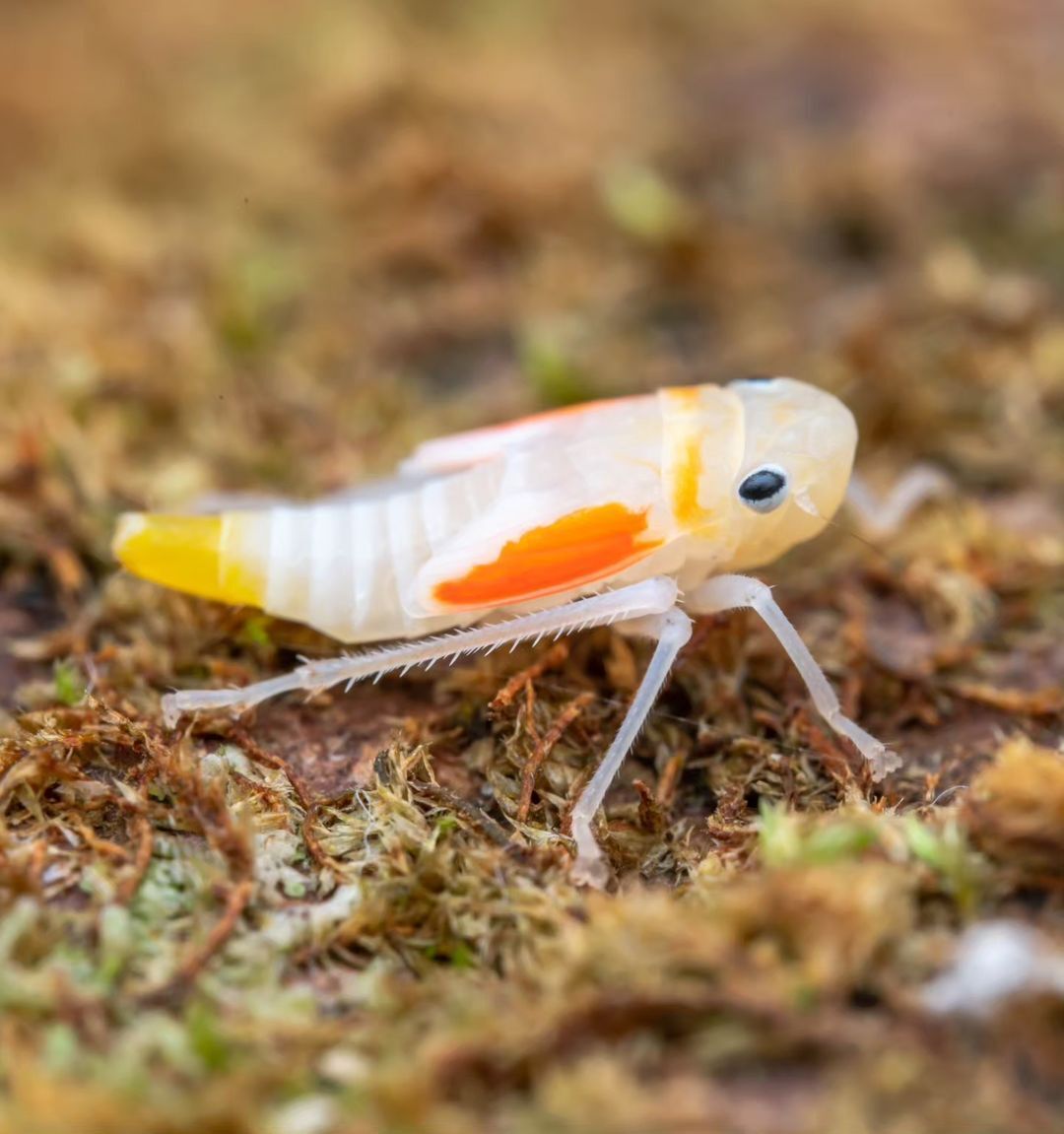 (تصاویر) نوزاد زنجرک با ظاهری شگفت‌انگیز