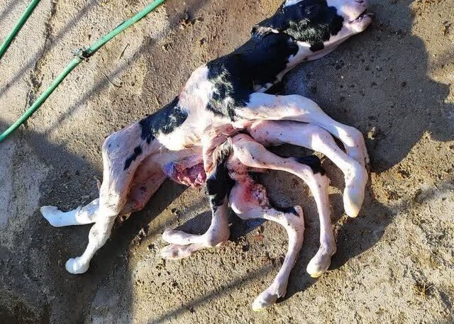 تولد گوساله عجیب در خراسان با ۸ دست و پا