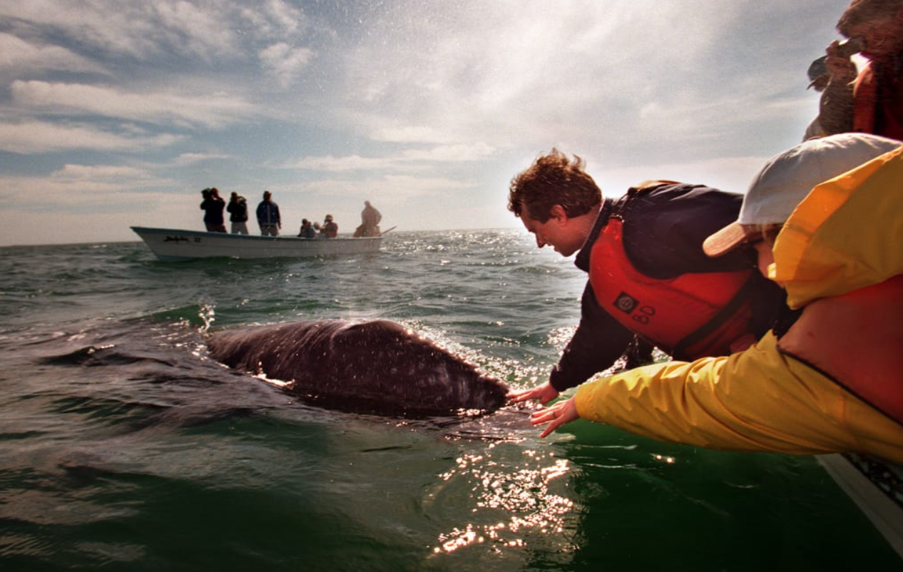 از انتخابات امریکا چه خبر؟/عصبانیت همسایگان به دلیل تعطیلی پارک برای محافظت از جی دی ونس/ وقتی همسایگان جی دی ونس از دست او عصبانی می شوند/ دختر کندی جونیور می گوید پدرش نهنگ مرده را سر برید و به خانه آورد