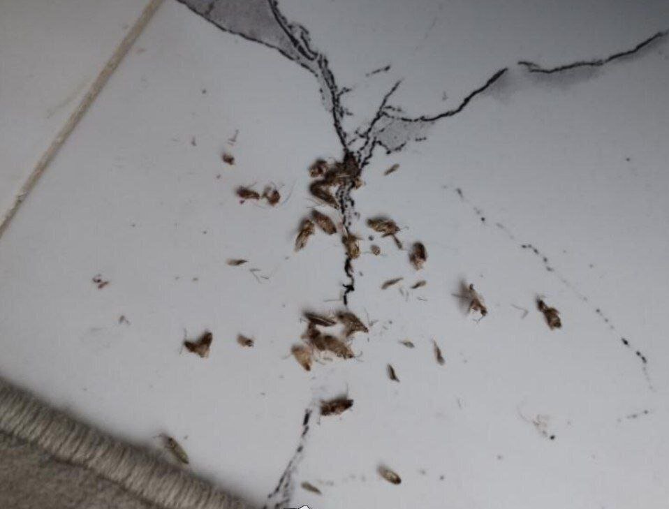 (ویدیو) حشره خطرناک «سنک» به مشهد حمله‌ور شد!