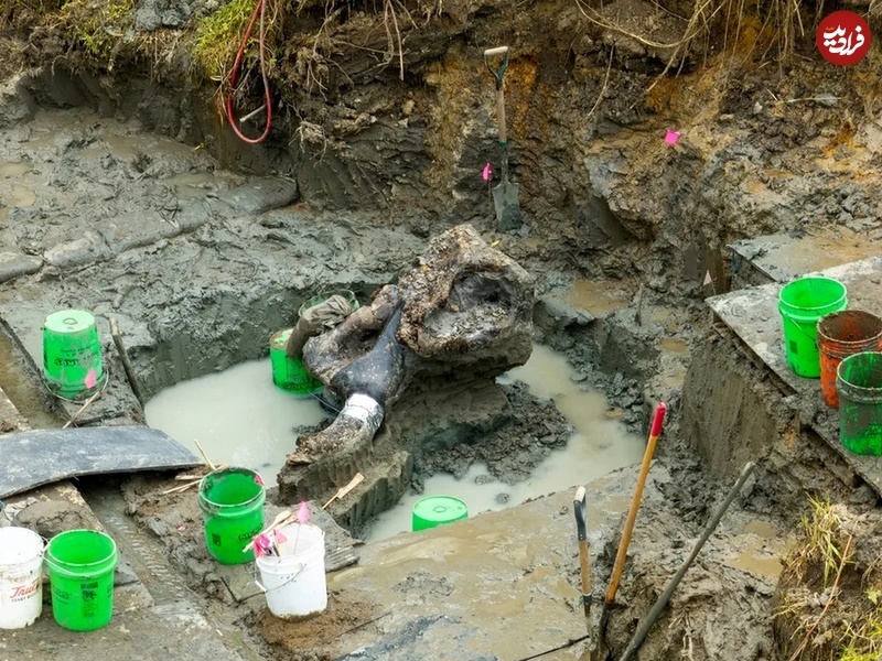 (تصاویر) کشف جمجمۀ غول‌آسای یک جانور ۱۳ هزارساله