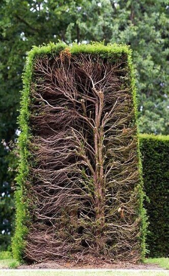 (تصویر) داخل دیوار‌های همیشه سبز چه شکلی است؟!