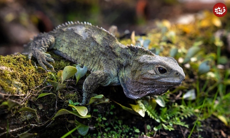 خزندۀ مشهوری که زمان ناصرالدین‌شاه به دنیا آمده و به‌تازگی پدر شده است!