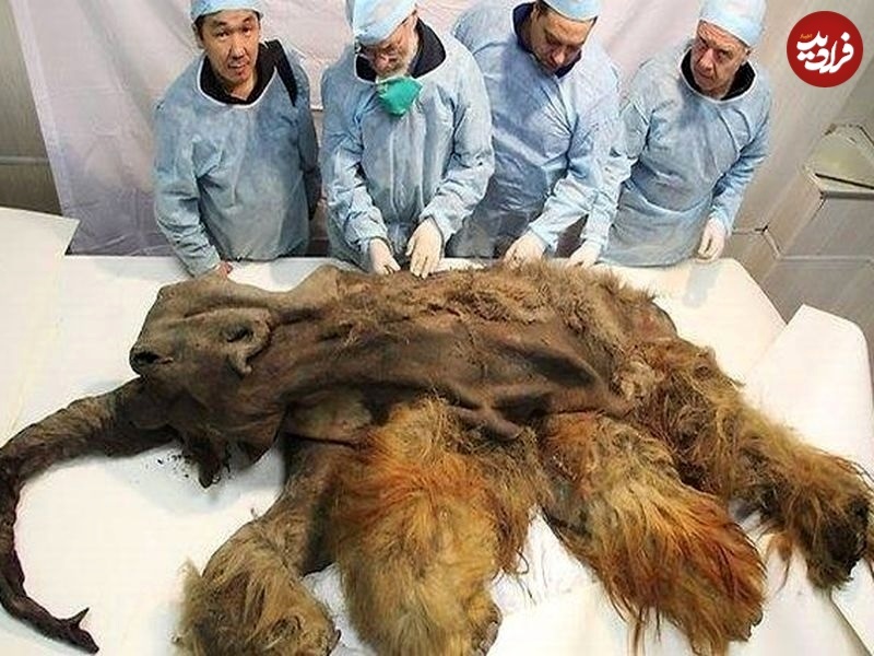 ماموت «۳۹ هزارساله‌ای» که توسط «انسان‌ها» کشته شده است