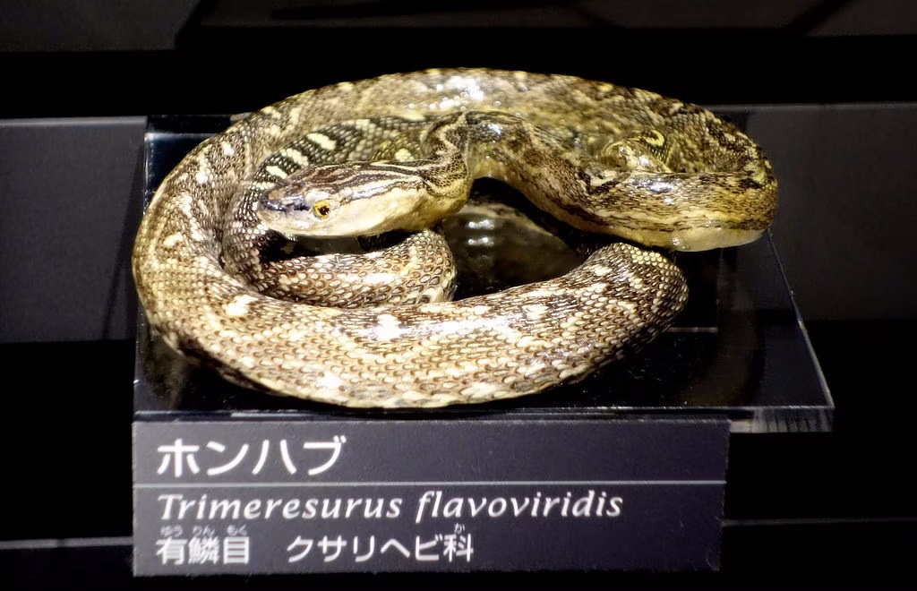 SR-۷۱ Blackbird؛ چطور سریع‌ترین هواپیمای جهان گرما و سرمای شدید را تحمل می‌کرد؟ ////