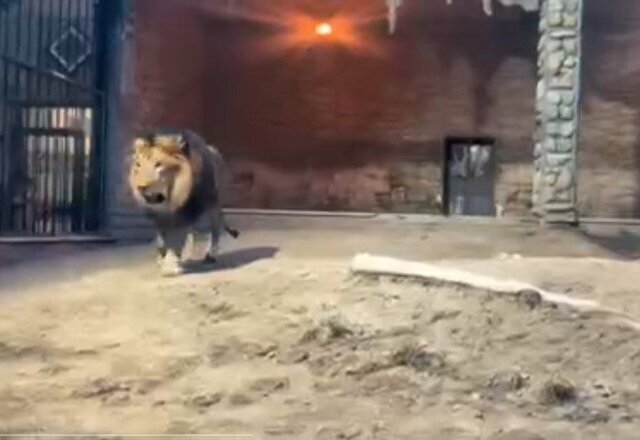 چرا شیر باغ وحش ارم شیشه قفس را خرد کرد