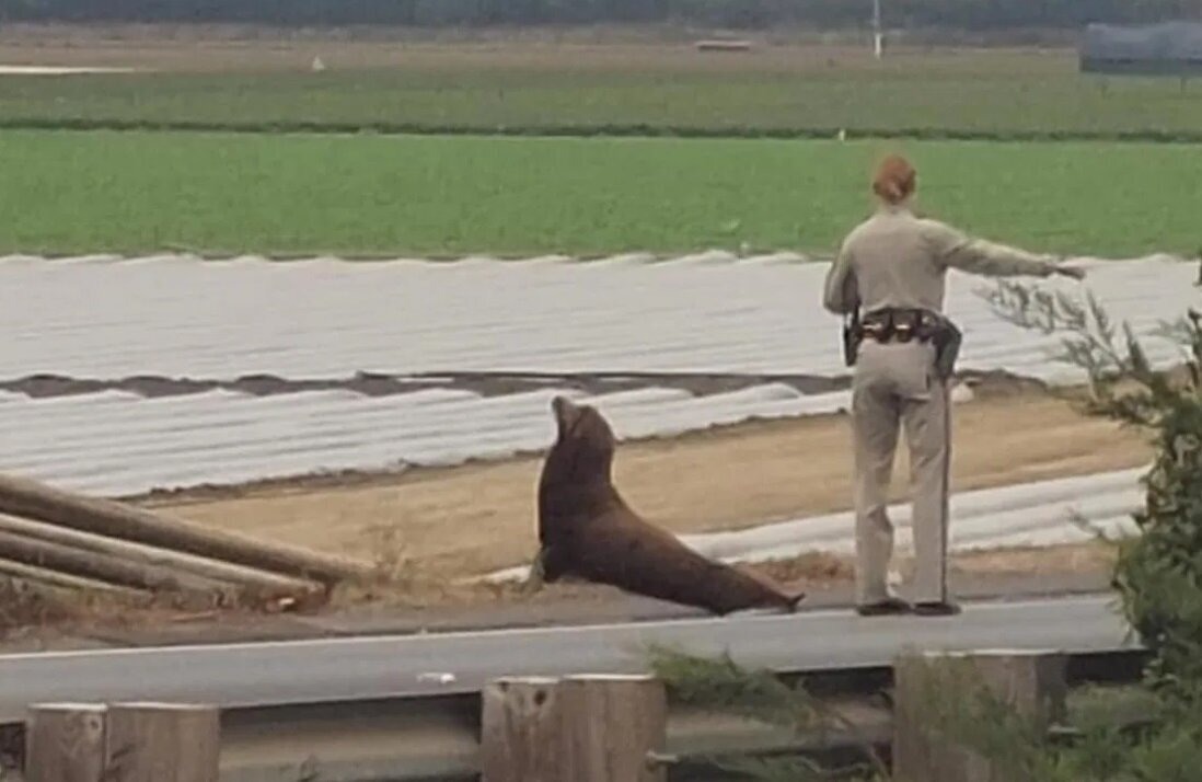 (تصاویر) شیر دریایی سرگردان در بزرگراه