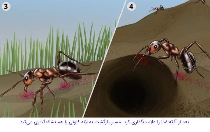 مورچه‌هایی که با قطع پای مورچه‌ای دیگر، جان او را نجات می‌دهند//////