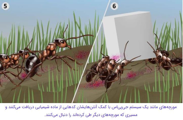 مورچه‌هایی که با قطع پای مورچه‌ای دیگر، جان او را نجات می‌دهند//////