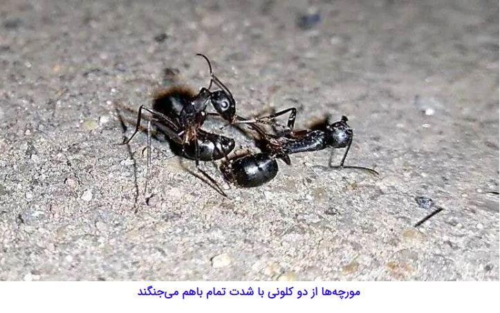 مورچه‌هایی که با قطع پای مورچه‌ای دیگر، جان او را نجات می‌دهند//////