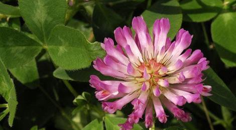 از شبدر قرمز و خواص جالب آن چه می دانید؟!