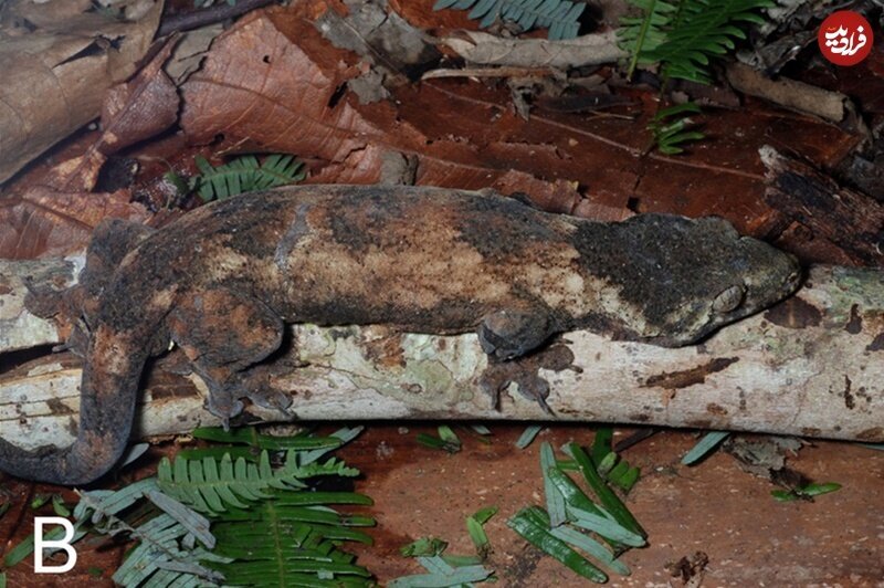 کشف موجودی جدید که تا بحال مشاهده نشده بود!