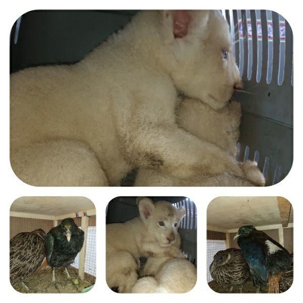 آخرین اخبار از وضعیت سه توله شیر کشف شده در نایین