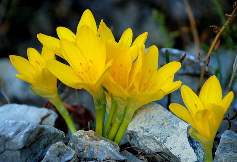 دست‌گل آقای ناظری منتشر نشود////چه گل‌های پیازی را می‌توانیم در پاییز بکاریم؟