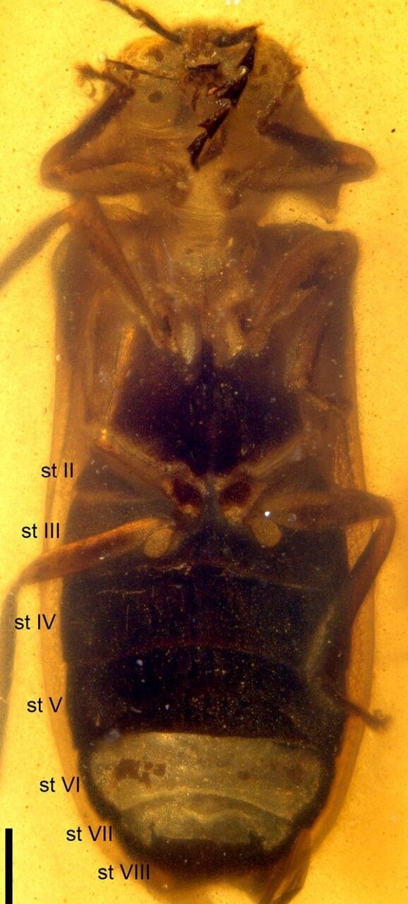 این جانور از عصر دایناسور‌ها بر روی زمین بوده و هست!