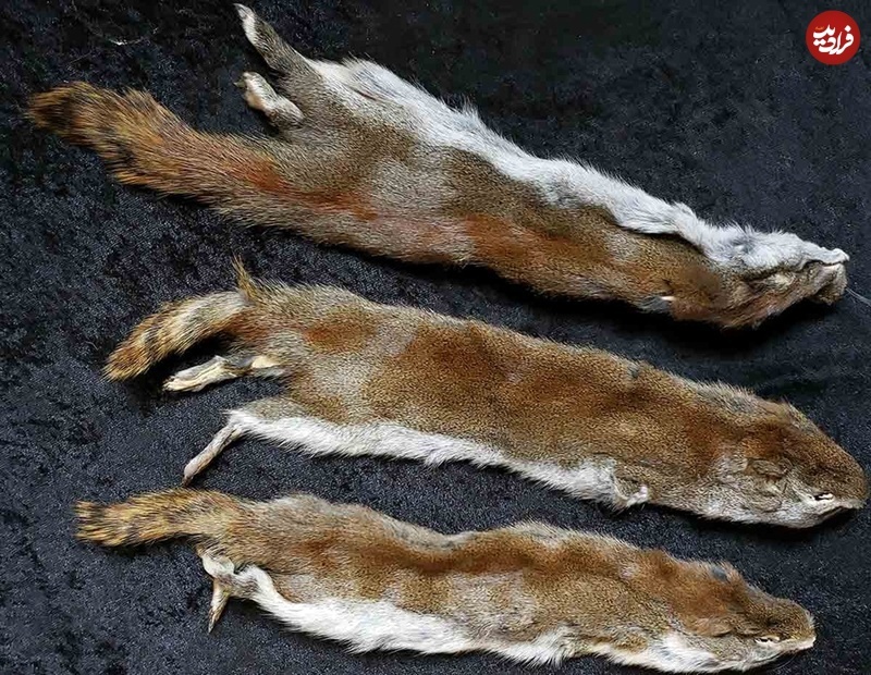 عجیب‌ترین پول‌های جهان (تصاویر)