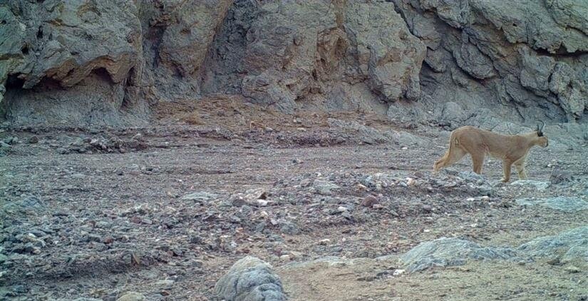 تصویر گونه کمیاب گربه «کاراکال» ثبت شد