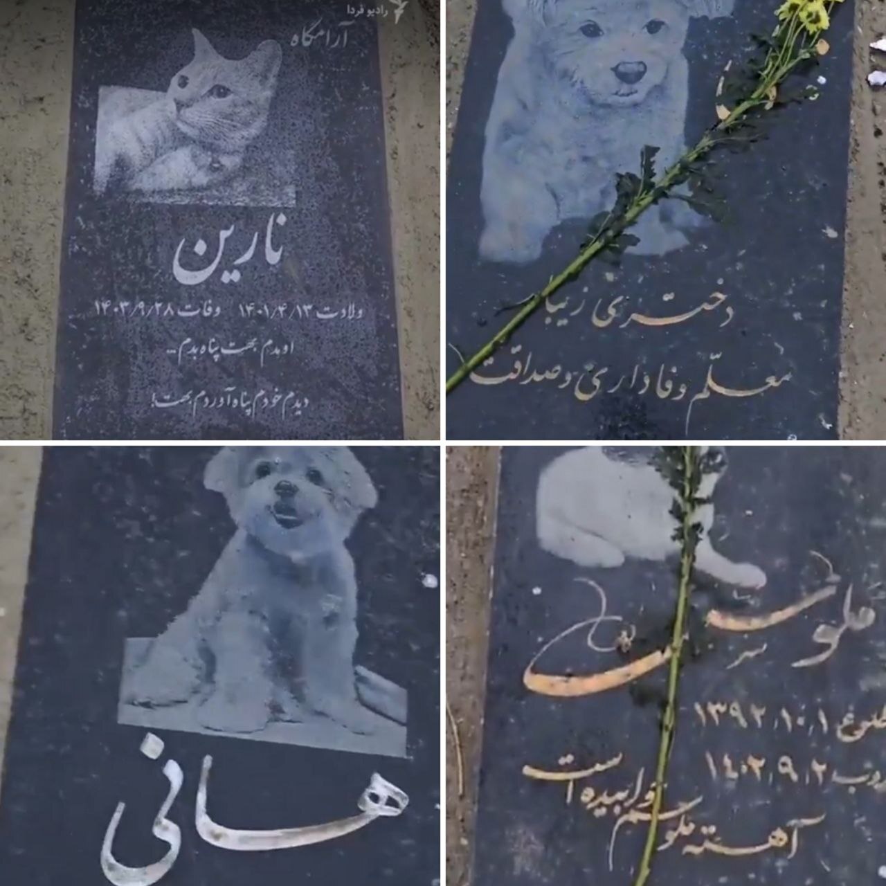 (تصویر) تصاویری عجیب از قبرستان حیوانات خانگی در تهران