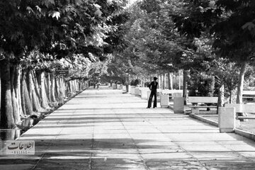 چنار‌های خیابان ولیعصر را چه کسی کاشت؟ / نهال‌های چنار از کن راهی تهران شد، چون چنارهایش بسیار مرغوب و معروف بود