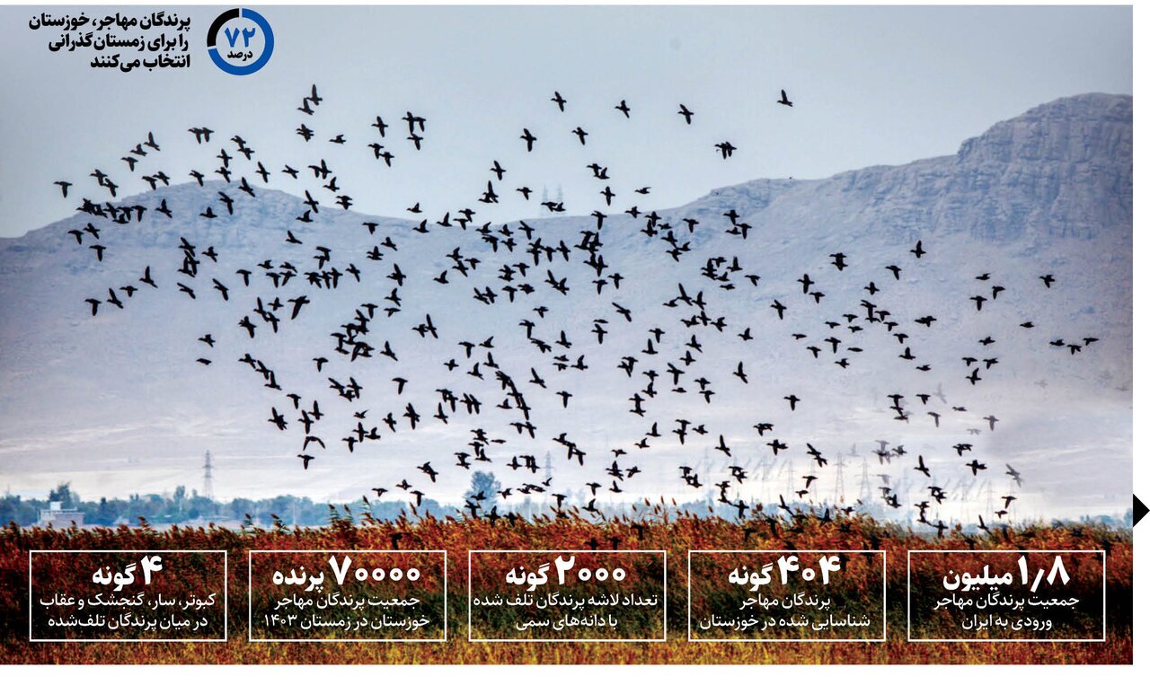 تراژدی پرندگان در خوزستان؛ قتل‌عام هزاران پرنده با دانه سمی