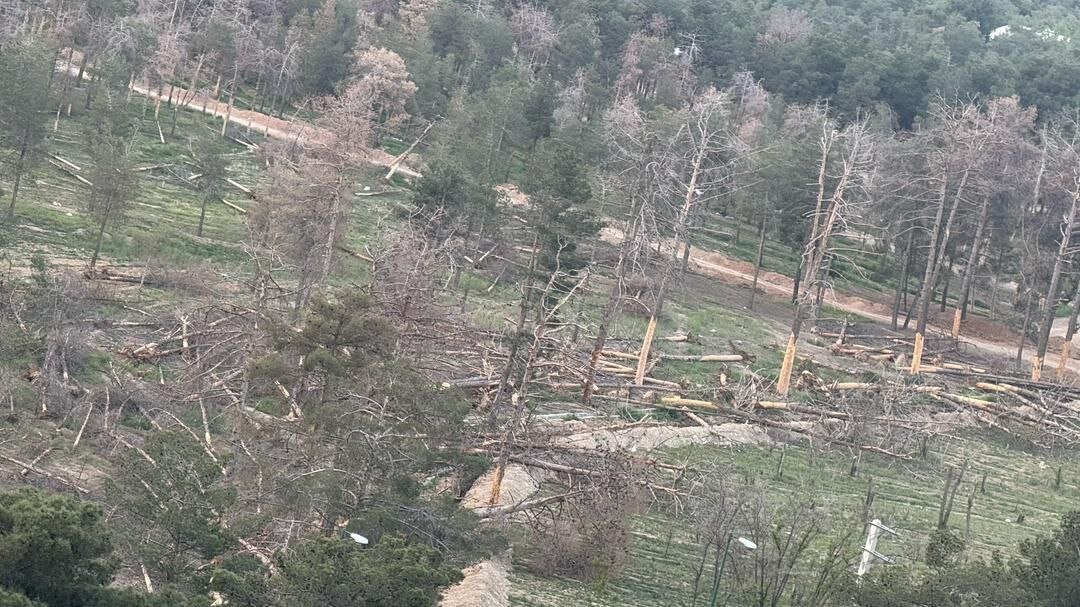 هشدار درباره مرگ خاموش درختان بوستان جنگلی تهران؛ حذف نکردن درختان آفت‌زده، آغازگر بحران تازه